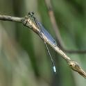 Palaemnema distadens (Carrilo Shadowdamsel) male.jpg